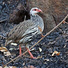 Francolin à gorge rouge