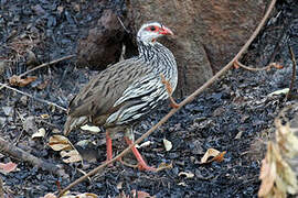 Francolin à gorge rouge