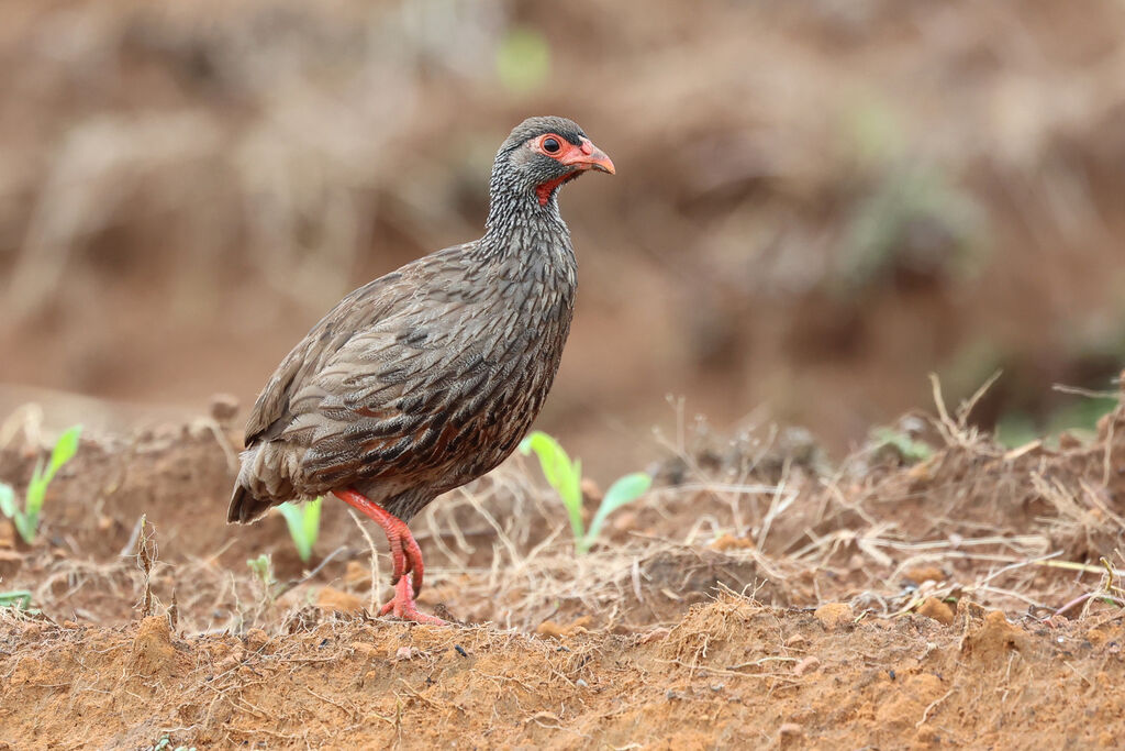 Francolin à gorge rouge