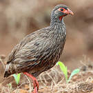 Francolin à gorge rouge