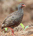 Francolin à gorge rouge