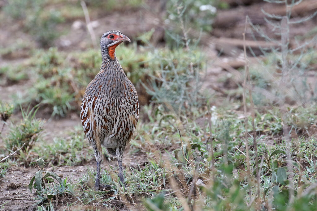 Grey-breasted Spurfowladult