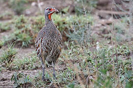 Grey-breasted Spurfowl