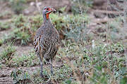 Francolin à poitrine grise