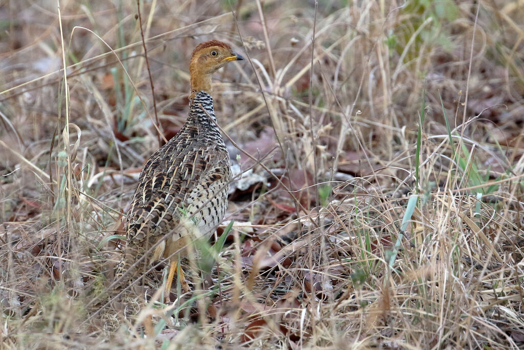 Coqui Francolin male adult