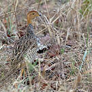 Francolin coqui