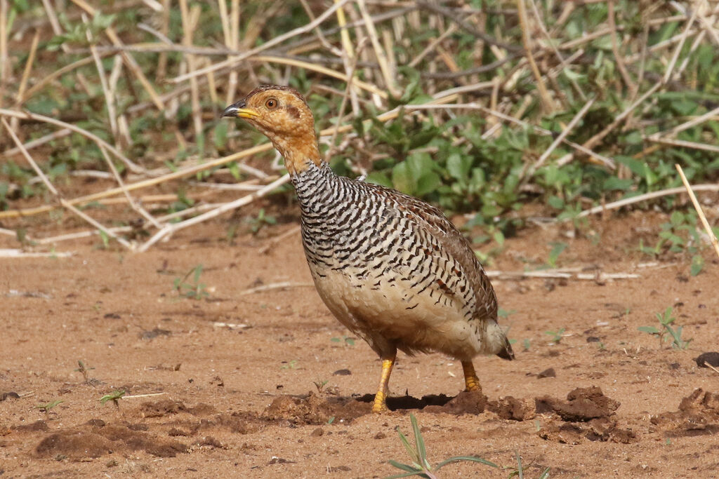 Francolin coqui mâle adulte