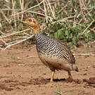 Francolin coqui