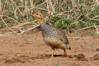 Francolin coqui