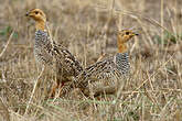 Francolin coqui