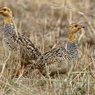 Francolin coqui
