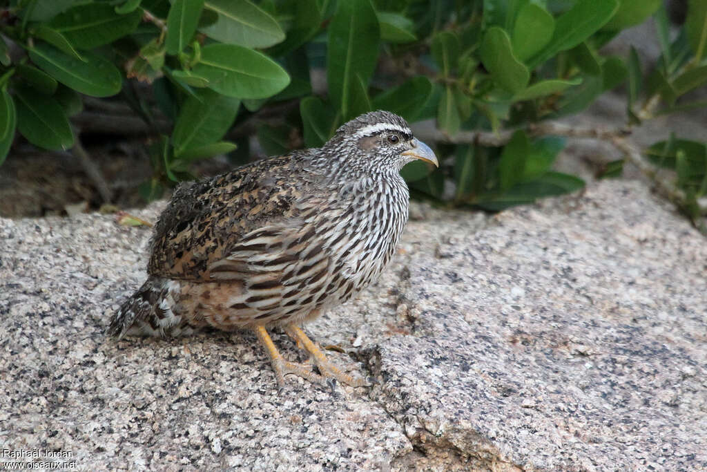 Hartlaub's Spurfowl male adult, habitat