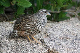 Hartlaub's Spurfowl