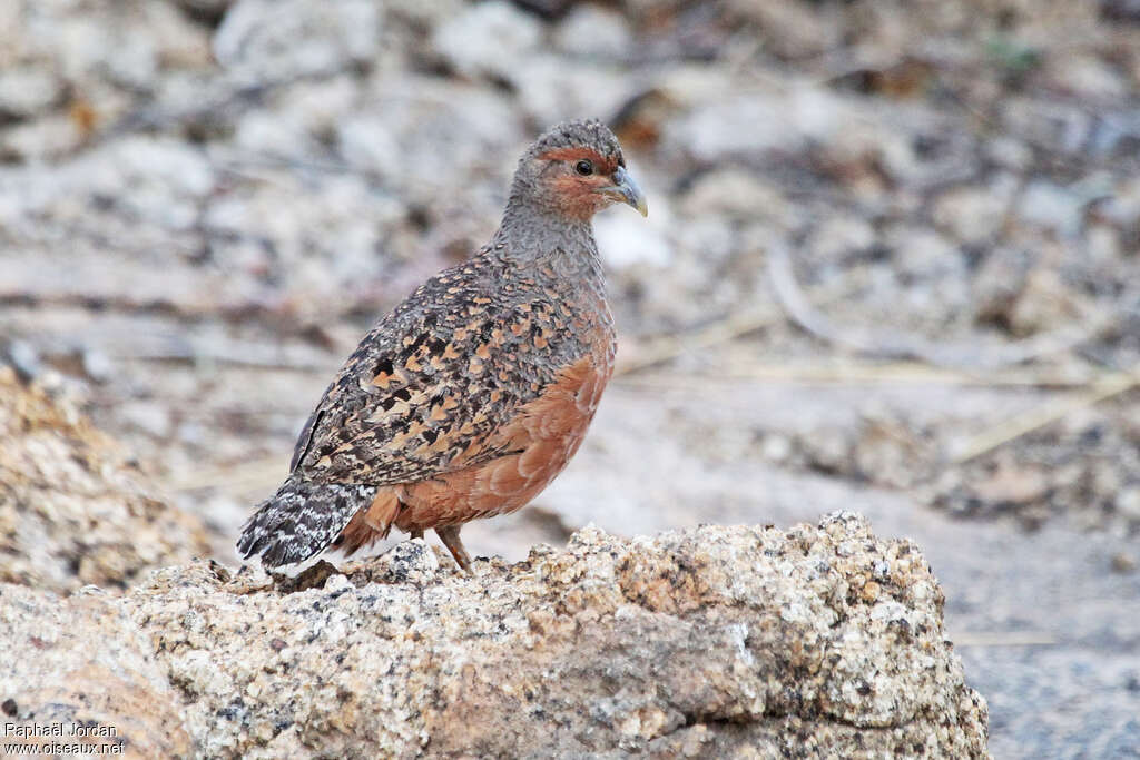 Hartlaub's Spurfowl female adult, identification