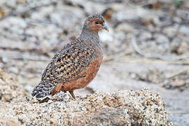 Hartlaub's Spurfowl