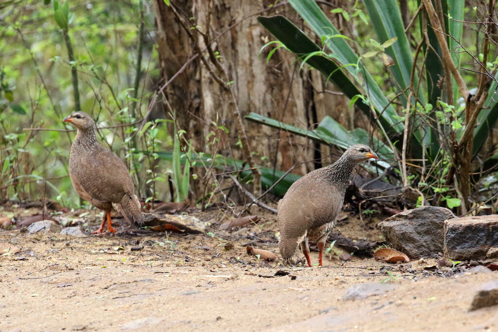 Francolin de Hildebrandtadulte