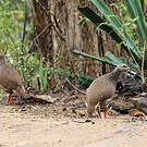 Francolin de Hildebrandt