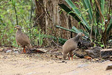 Francolin de Hildebrandt