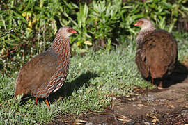 Jackson's Spurfowl