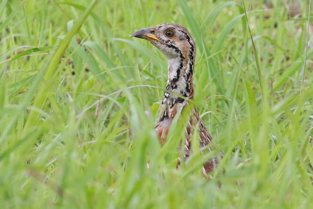 Francolin de Shelleyadulte