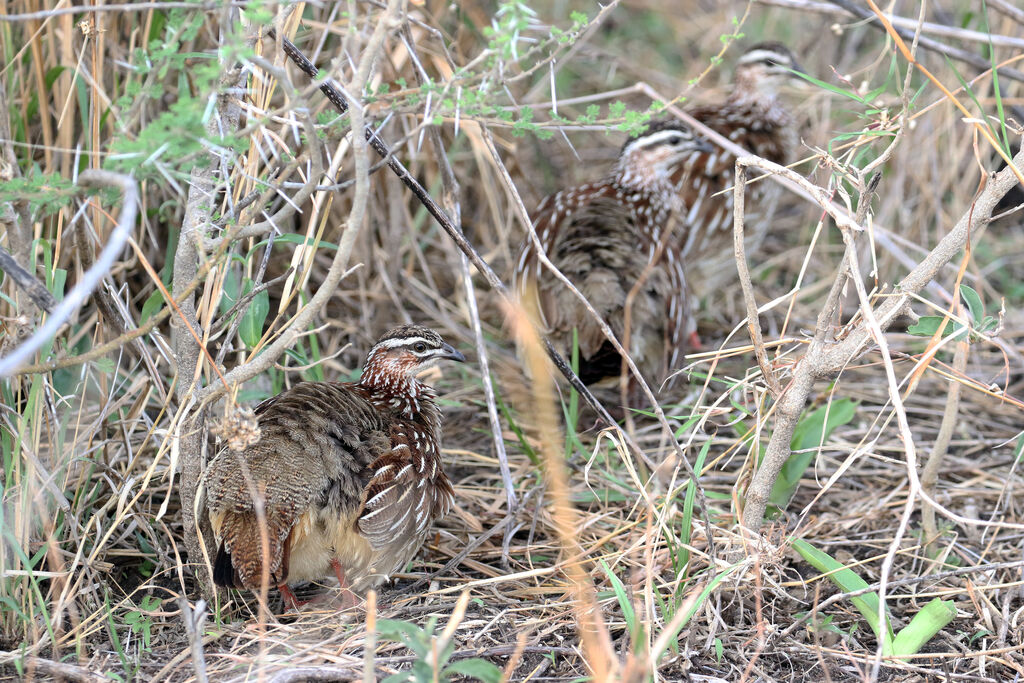 Crested Francolinadult