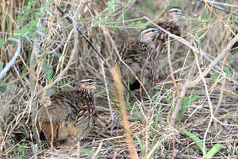 Francolin huppé