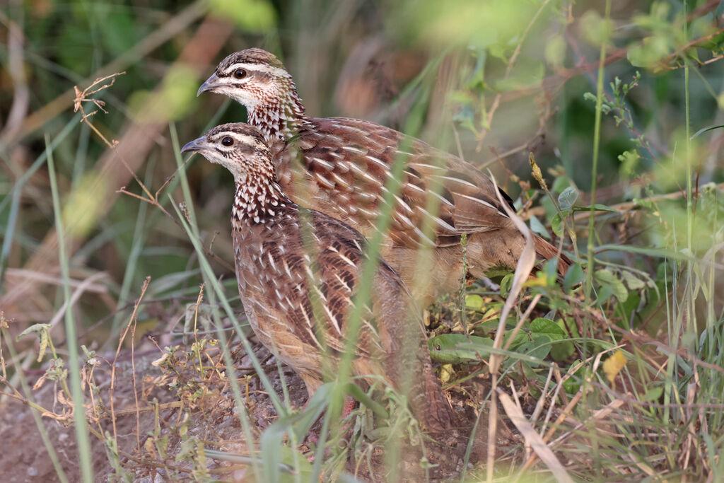 Francolin huppéadulte