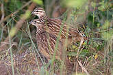 Francolin huppé