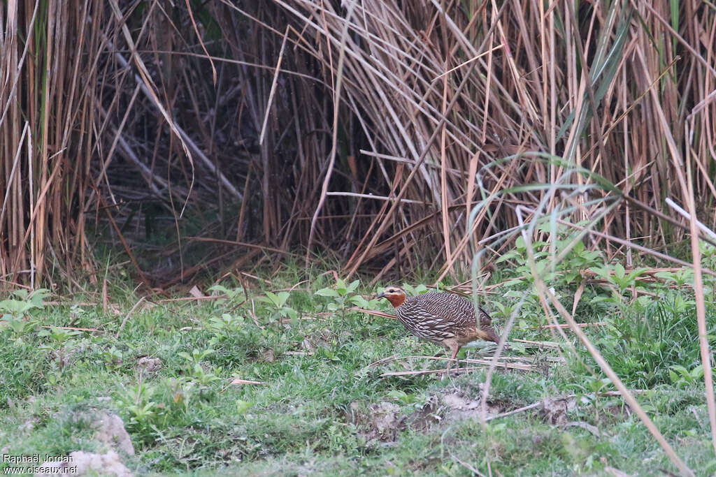 Swamp Francolinadult breeding, habitat