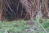 Francolin multiraie