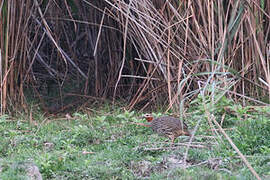 Swamp Francolin