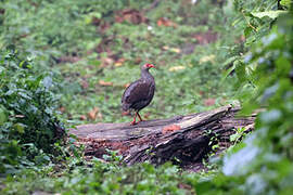 Handsome Spurfowl