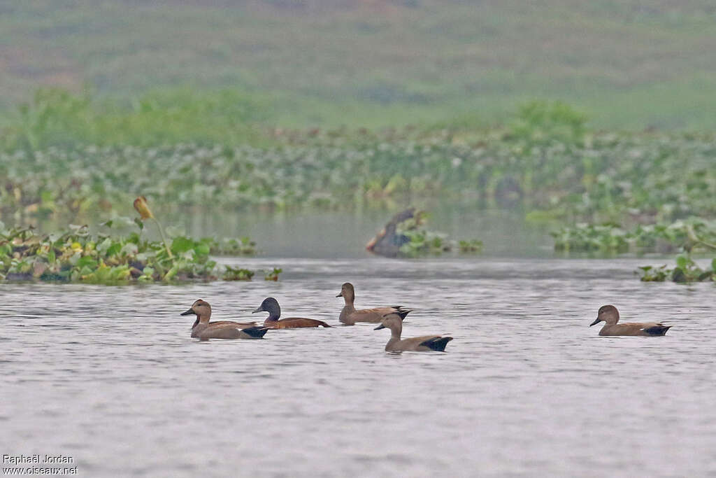 Baer's Pochard male adult, habitat, pigmentation, Behaviour