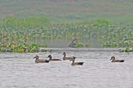 Baer's Pochard