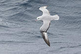 Fulmar argenté