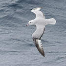 Fulmar argenté
