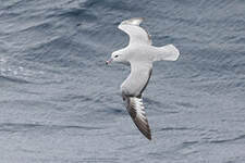 Fulmar argenté