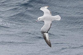 Southern Fulmar