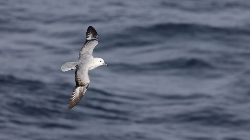 Southern Fulmar