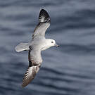 Fulmar argenté