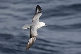 Fulmar argenté