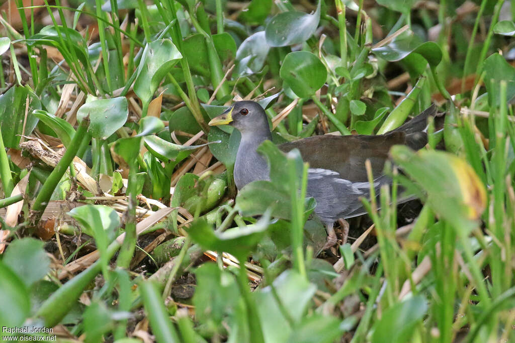 Gallinule africainesubadulte, identification