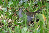 Gallinule africaine