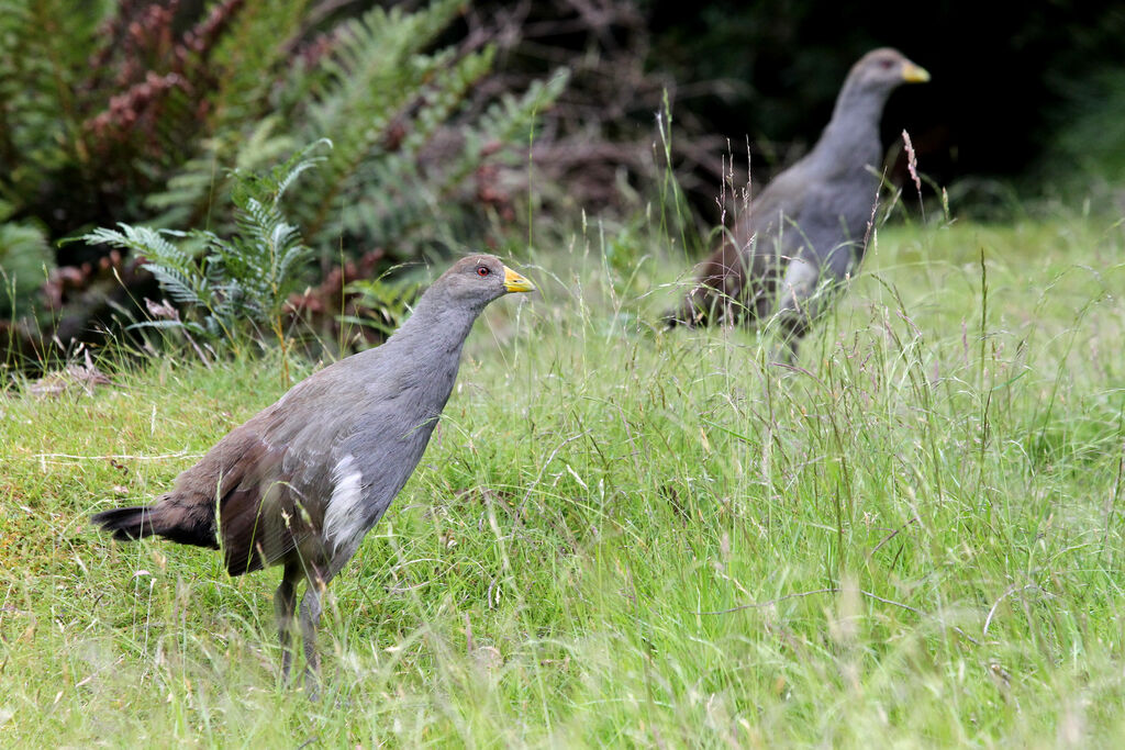 Gallinule de Tasmanieadulte