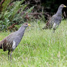 Gallinule de Tasmanie