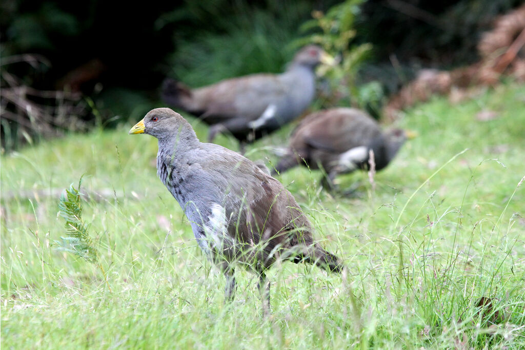 Gallinule de Tasmanie