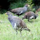 Gallinule de Tasmanie
