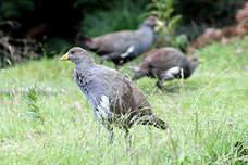 Gallinule de Tasmanie