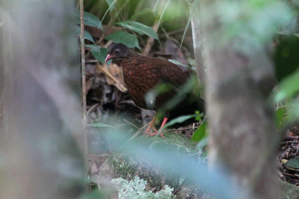 Sri Lanka Spurfowl female