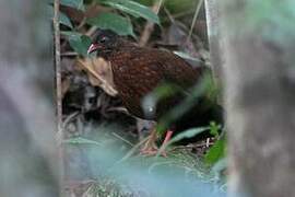 Sri Lanka Spurfowl